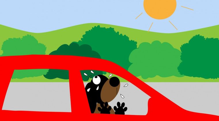 Hot cars kill dogs!